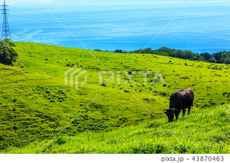 新緑の牧場の里あづま　牛の放牧　【長崎県雲仙市吾妻町】 43870463
