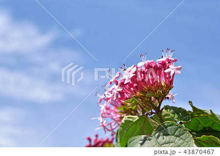 ボタンクサギ（牡丹臭木） 43870467