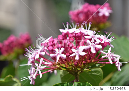 ボタンクサギ（牡丹臭木） 43870468