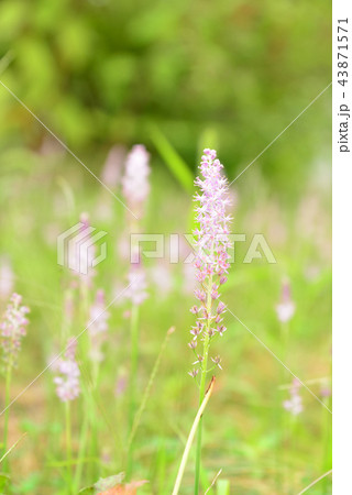初秋に咲くツルボの花 初秋に咲くツルボの花 43871571