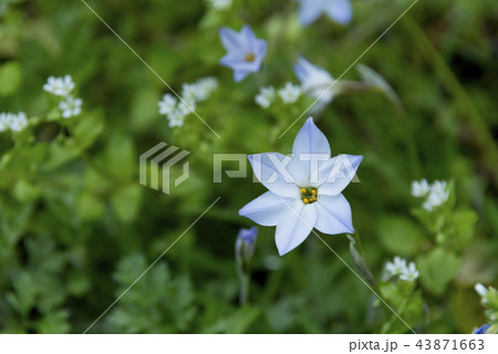 ハナニラの花 43871663