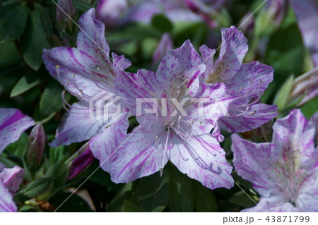 琉球躑躅 琉球絞り 花言葉は「愛の喜び」 琉球躑躅 琉球絞り 花言葉は「愛の喜び」 43871799