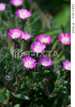 姫松葉菊 デロスペルマ 花言葉は「無邪気」 43871805