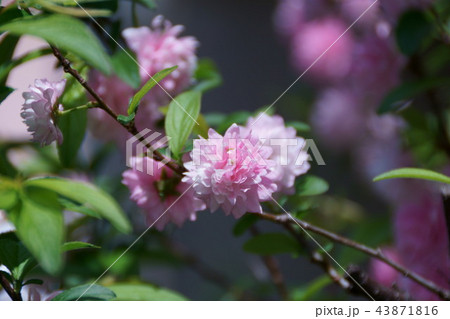庭桜 花言葉は 秘密の恋 の写真素材