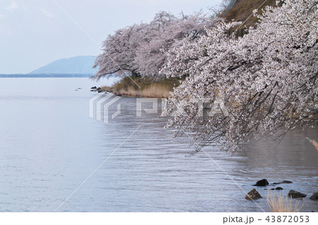 海津大崎の桜 43872053