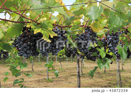 収穫前のブドウ 収穫前のブドウ 43872339
