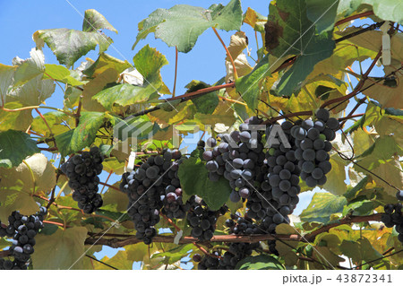 収穫前のブドウ 43872341