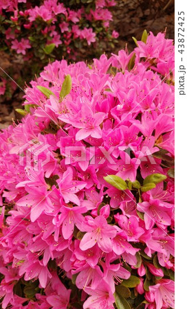 満開の躑躅 満開の躑躅 43872425