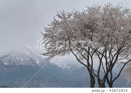 桜と冠雪の山 桜と冠雪の山 43872854