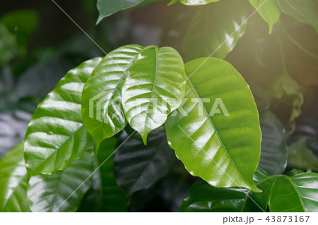 Green Leaves.Coffee Arabica Plan Green Leaves.Coffee Arabica Plan 43873167