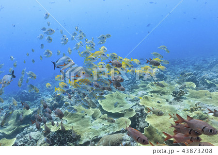 パラオ ダイビング 流れに向かって泳いでいる魚の群れ 43873208