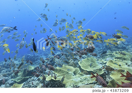 パラオ ダイビング 流れに向かって泳いでいる魚の群れ 43873209