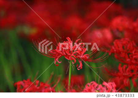 七ツ森古墳群の彼岸花 43873333
