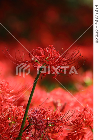 七ツ森古墳群の彼岸花 43873334