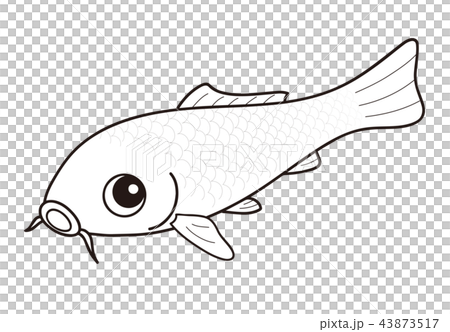 Carp Nishikigoi Platinum White Plain Coloring Stock Illustration