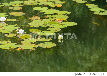 White water lilies bloom in the pond. White water lilies bloom in the pond. 43873524
