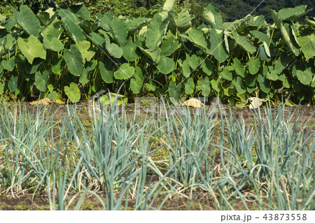 ネギと里芋の畑 ネギと里芋の畑 43873558