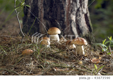 Beautiful fresh edible mushrooms, porcini mushroom 43873590