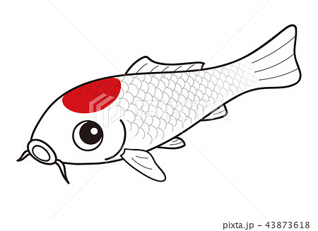 鯉 ニシキゴイ 丹頂 赤 白のイラスト素材 43873618 Pixta
