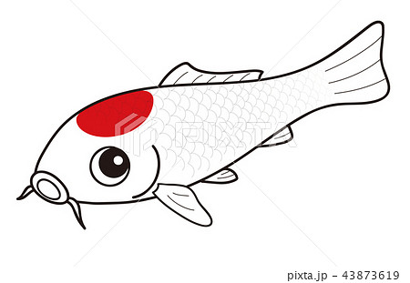 鯉 ニシキゴイ 丹頂 赤 白のイラスト素材 43873619 Pixta