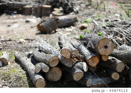 丸太 木 年輪 43874113