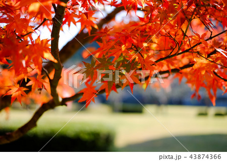 紅葉　もみじ 43874366