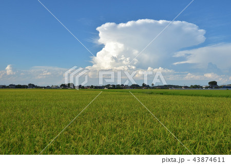 田園風景とカナトコ雲 田園風景とカナトコ雲 43874611