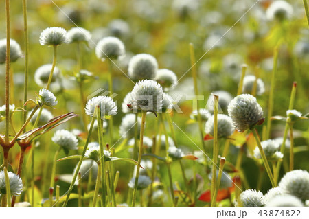 センニチコウ 揚州市 京畿道 43874822