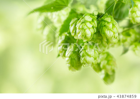 Branches of hops on blur green background, farm, beer ingredients 43874859