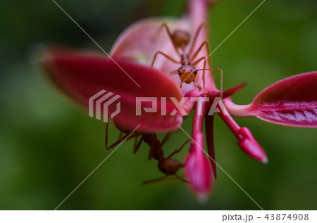 Red ant on pink plant Red ant on pink plant 43874908