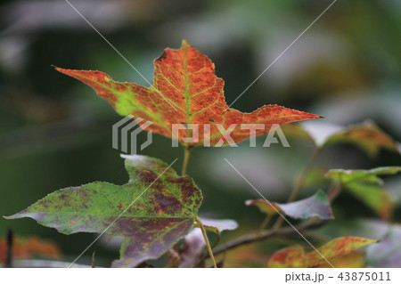 fall of season at Tai Tong hk fall of season at Tai Tong hk 43875011