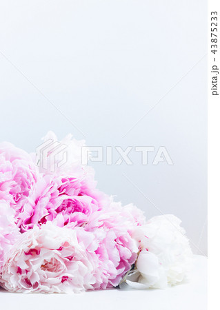 Pink floral background Pink floral background 43875233