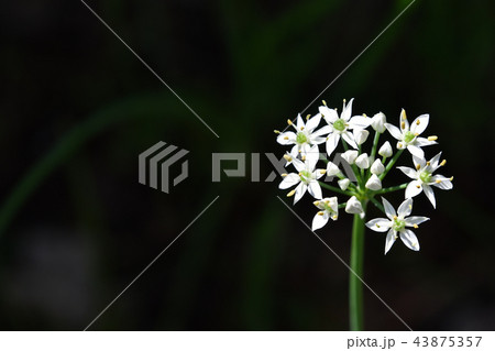 ニラの花 ニラの花 43875357