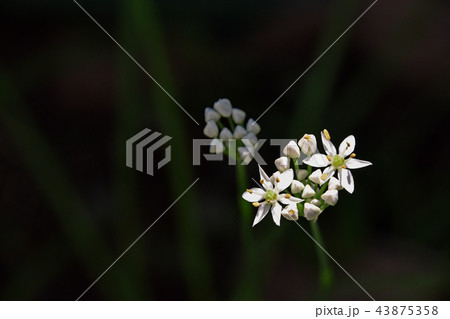 ニラの花 ニラの花 43875358