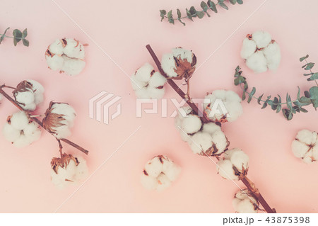 Cotton flowers with eucaliptus 43875398