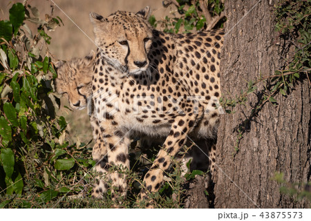 Cheetah and cub peep round tree trunk Cheetah and cub peep round tree trunk 43875573