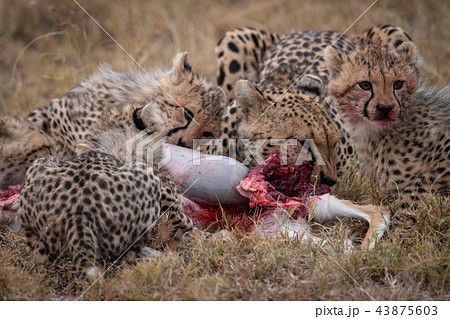Cheetah and three cubs feeding on carcase 43875603