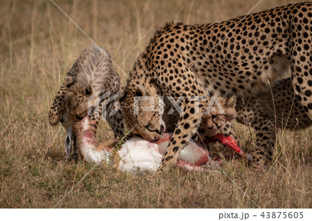 Cheetah and two cubs eat Thomson gazelle Cheetah and two cubs eat Thomson gazelle 43875605