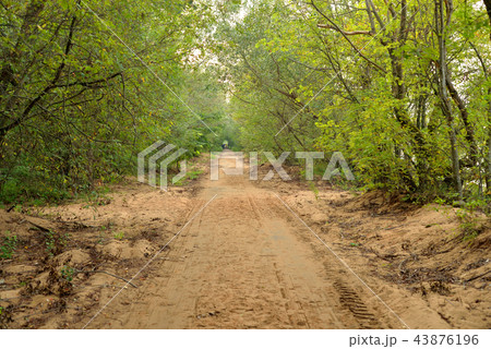 Road in deciduous forest at summer. Road in deciduous forest at summer. 43876196