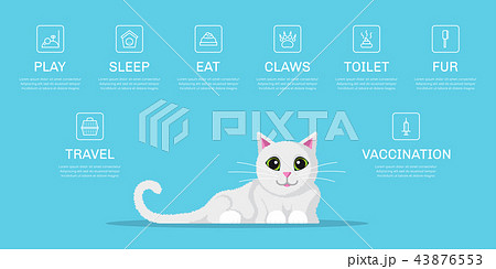 Cat lifestyle infographic 43876553