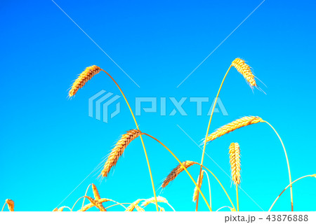 wheat spica in a wheat field against the sky wheat spica in a wheat field against the sky 43876888