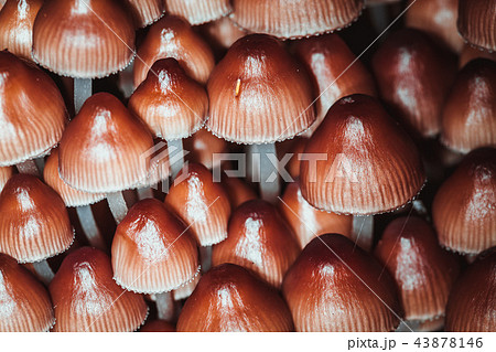 many little mushrooms on a tree stump close-up many little mushrooms on a tree stump close-up 43878146