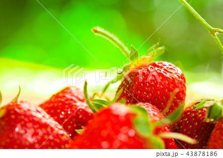 fresh strawberries closeup on blurry background fresh strawberries closeup on blurry background 43878186