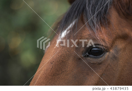 Gentle eye of a brown horse 43879435