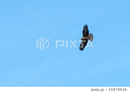 Awesome bird of prey in flight Awesome bird of prey in flight 43879636