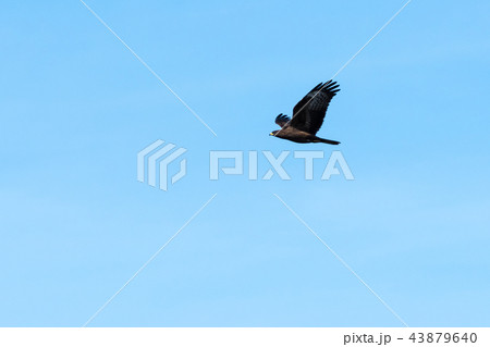 Bird of Prey in flight Bird of Prey in flight 43879640