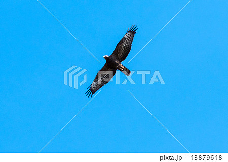 European Honey Buzzard in awesome flight 43879648