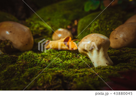 Wet mushroom puffball grows on green moss 43880045