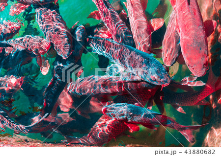 In the ocean, fish swim In the ocean, fish swim 43880682