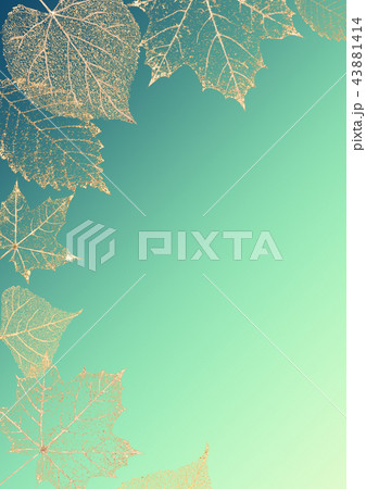 Autumn transparent skeleton leaves background 43881414